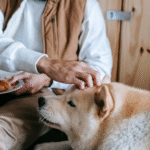 Feed Your Pet