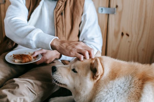 Feed Your Pet