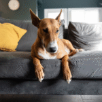 Looking New When You Have Pets